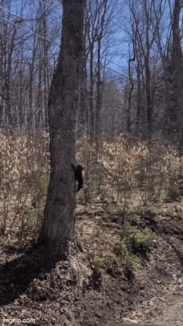 Daily Gifdump Daily Gifdump