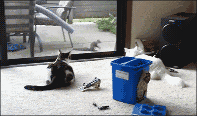 Daily Gifdump [WEEKEND EDITION]