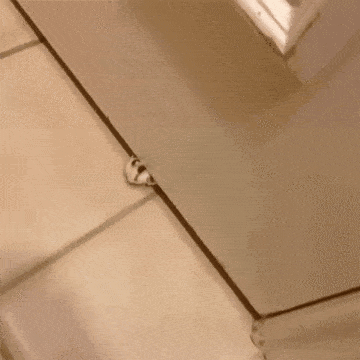 Daily Gifdump [WEEKEND EDITION]