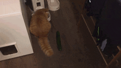 Daily Gifdump [WEEKEND EDITION]