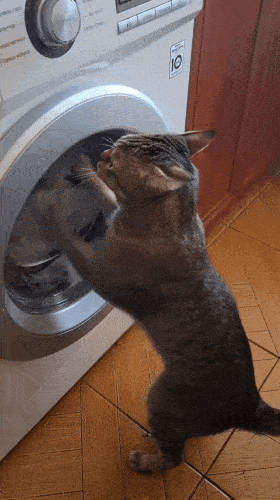 Daily Gifdump [WEEKEND EDITION]