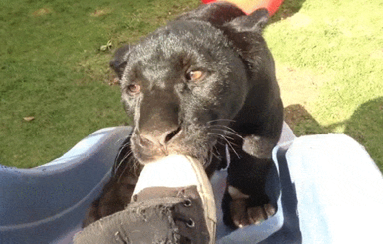 Daily Gifdump [WEEKEND EDITION]