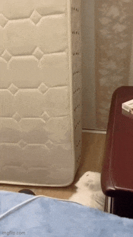 Daily Gifdump [WEEKEND EDITION]