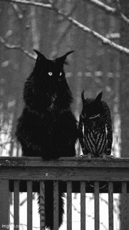 Daily Gifdump [WEEKEND EDITION]