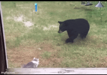 Daily Gifdump [WEEKEND EDITION]