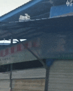 Purrfectly Hilarious Cat Memes And Photos Purrfectly Hilarious Cat Memes And Photos