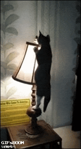 Purrfectly Hilarious Cat Memes And Photos Purrfectly Hilarious Cat Memes And Photos