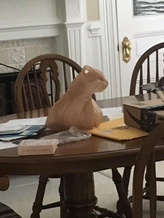 Hilarious Coincidences Captured At The Perfect Moment