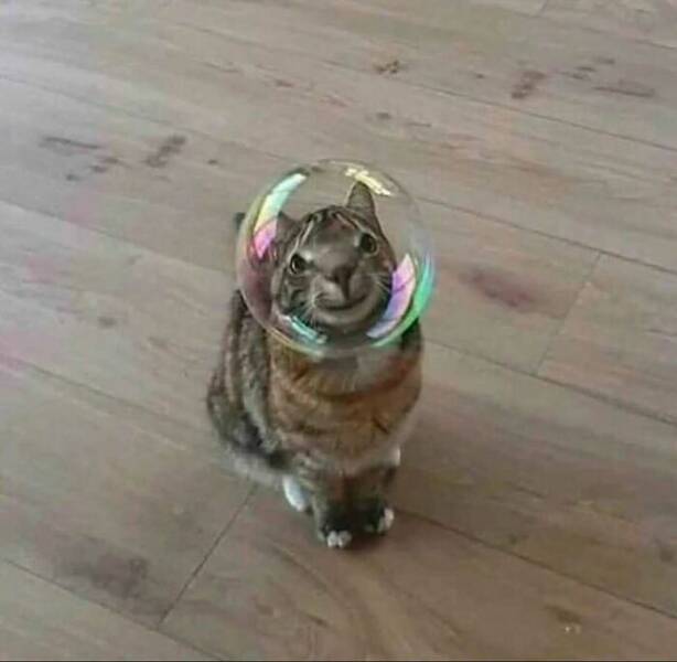 Wildly Awkward And Hilarious Animal Moments