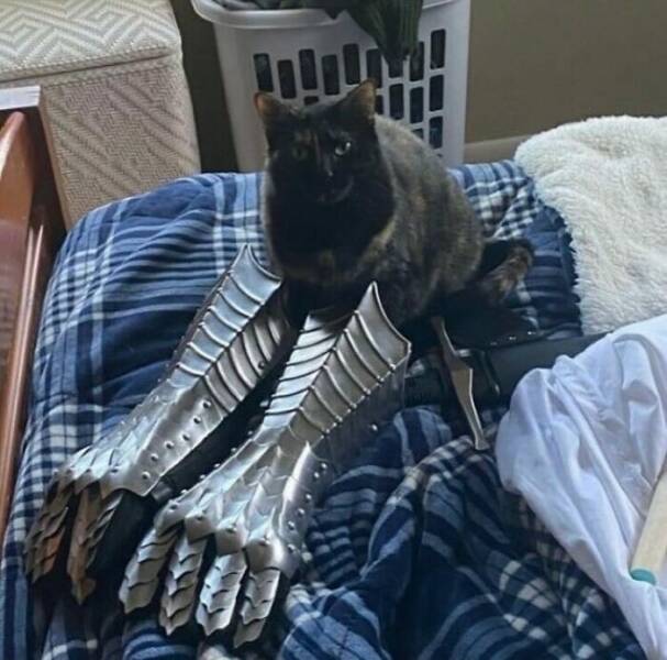 Wildly Awkward And Hilarious Animal Moments