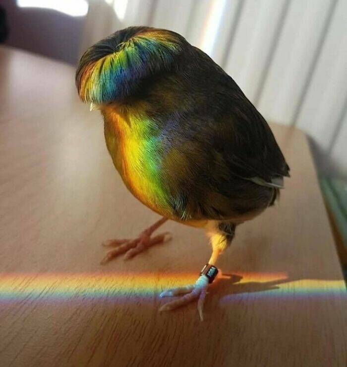 Wildly Awkward And Hilarious Animal Moments