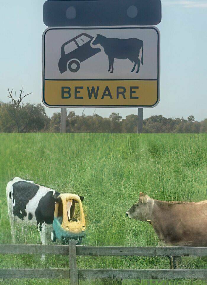 Wildly Awkward And Hilarious Animal Moments