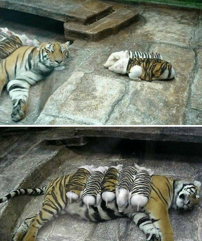 Wildly Awkward And Hilarious Animal Moments