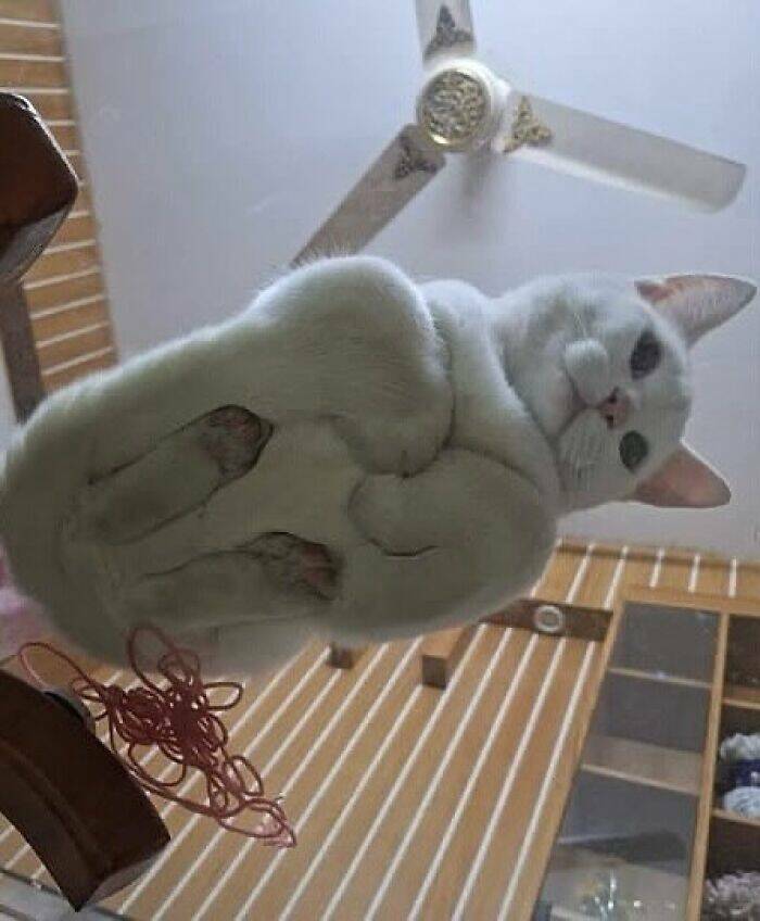 Wildly Awkward And Hilarious Animal Moments