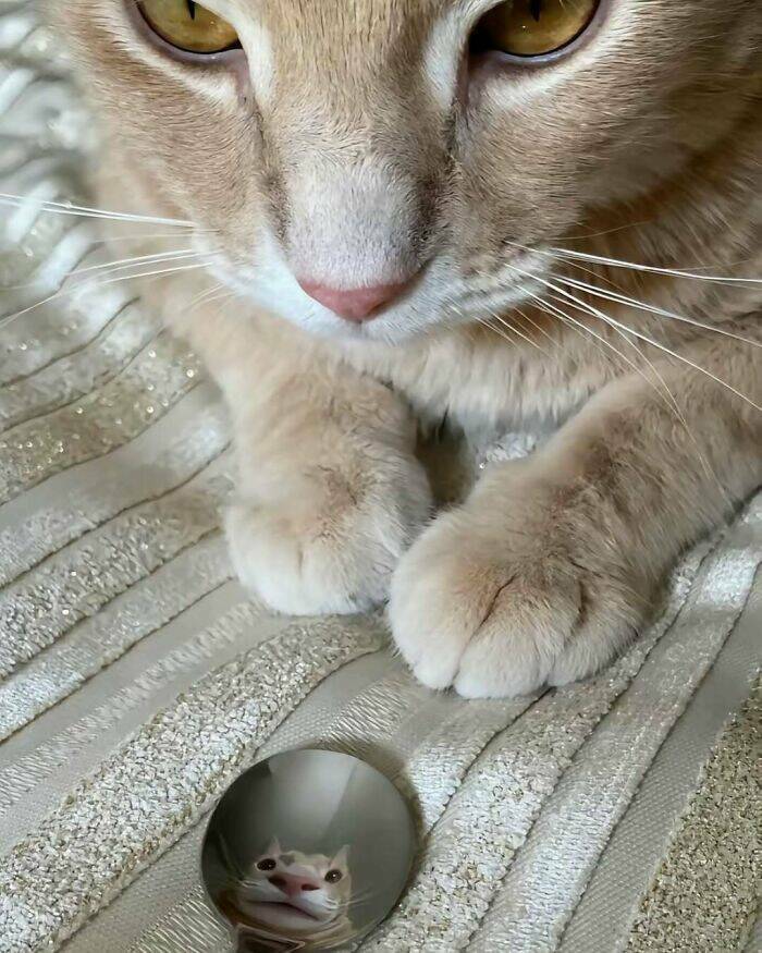 Wildly Awkward And Hilarious Animal Moments