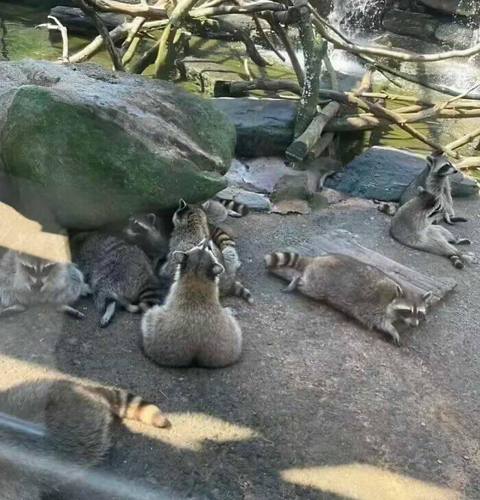 Wildly Awkward And Hilarious Animal Moments