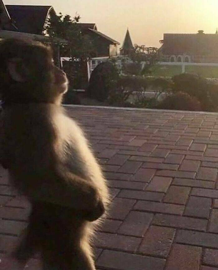 Wildly Awkward And Hilarious Animal Moments