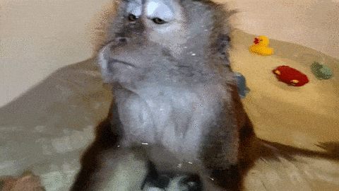 Daily Gifdump Daily Gifdump