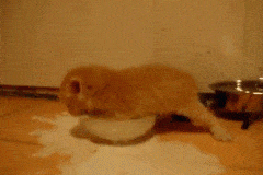 Daily Gifdump Daily Gifdump