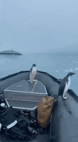 Daily Gifdump Daily Gifdump