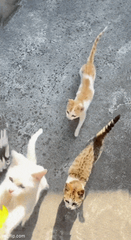 Daily Gifdump Daily Gifdump