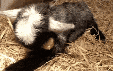 Daily Gifdump Daily Gifdump