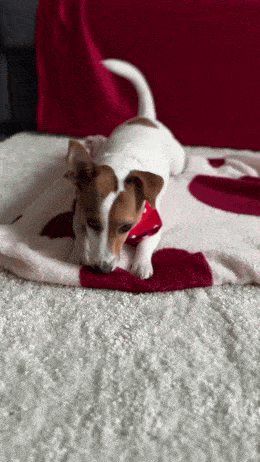 Daily Gifdump Daily Gifdump