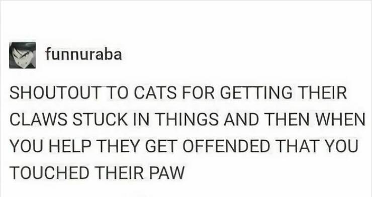 Claw-some Cat Memes That Are Too Funny To Ignore Claw-some Cat Memes That Are Too Funny To Ignore