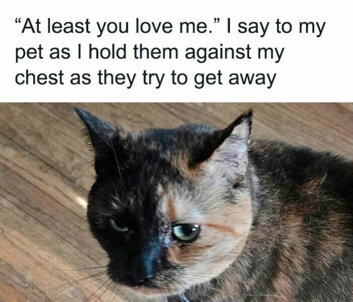 Claw-some Cat Memes That Are Too Funny To Ignore Claw-some Cat Memes That Are Too Funny To Ignore