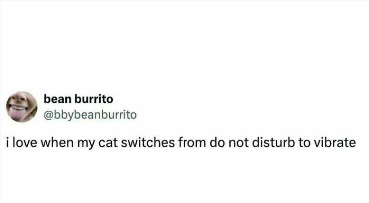 Claw-some Cat Memes That Are Too Funny To Ignore Claw-some Cat Memes That Are Too Funny To Ignore