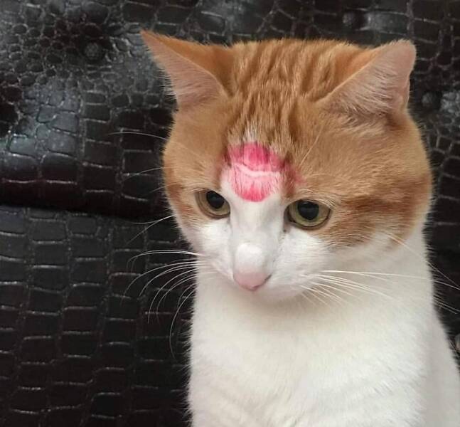 Claw-some Cat Memes That Are Too Funny To Ignore Claw-some Cat Memes That Are Too Funny To Ignore