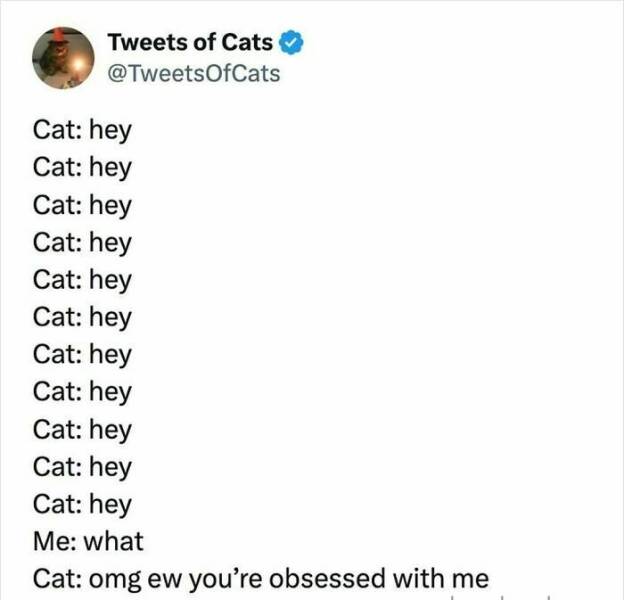 Claw-some Cat Memes That Are Too Funny To Ignore Claw-some Cat Memes That Are Too Funny To Ignore