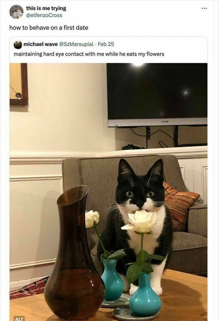 Claw-some Cat Memes That Are Too Funny To Ignore Claw-some Cat Memes That Are Too Funny To Ignore