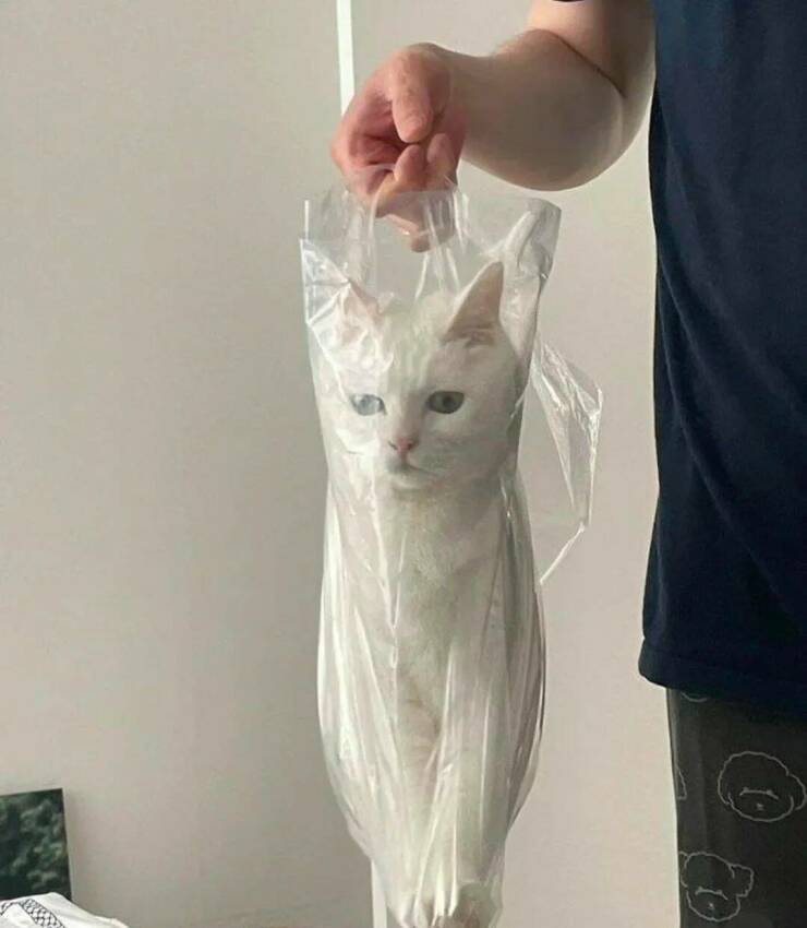 Daily Picdump Daily Picdump