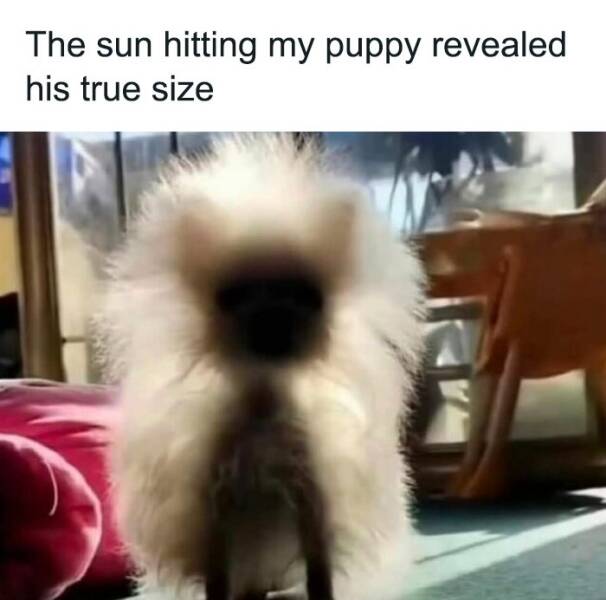 Wholesome Memes That Feel Like A Warm Hug