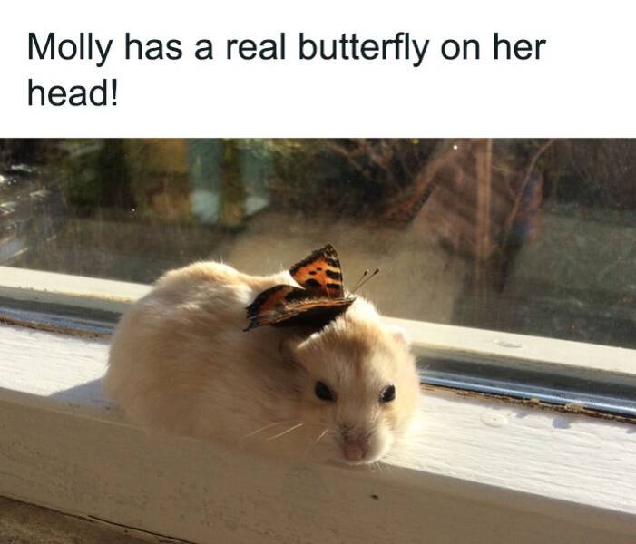 Wholesome Memes That Feel Like A Warm Hug