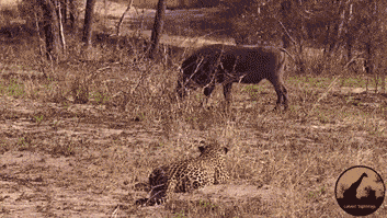 Daily Gifdump Daily Gifdump