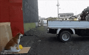 Daily Gifdump Daily Gifdump