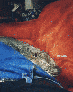 Daily Gifdump Daily Gifdump