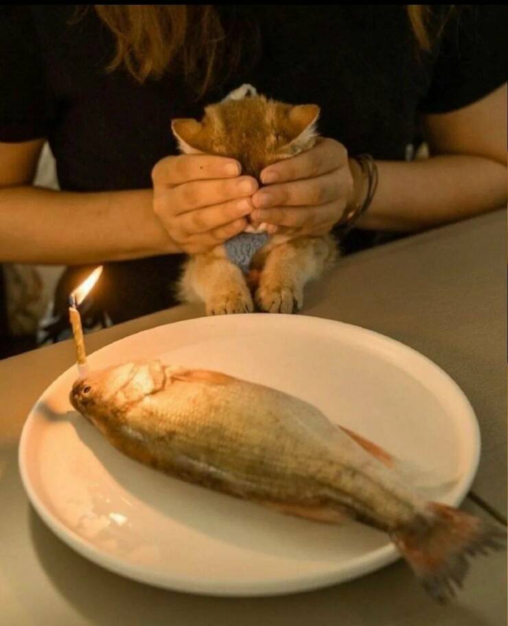 Daily Picdump Daily Picdump