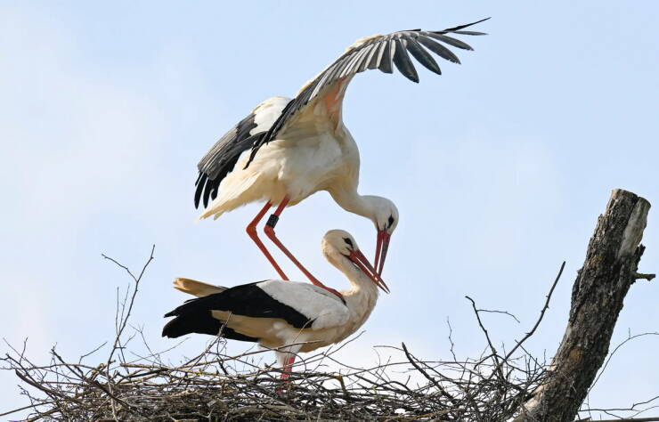 Morning Picdump Morning Picdump