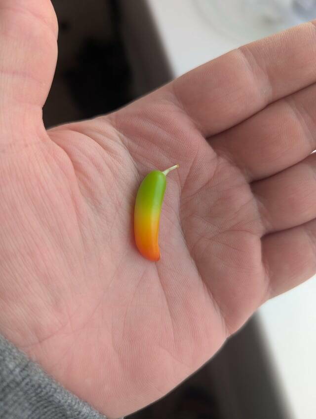 Random Things That Are Just Mildly Fascinating