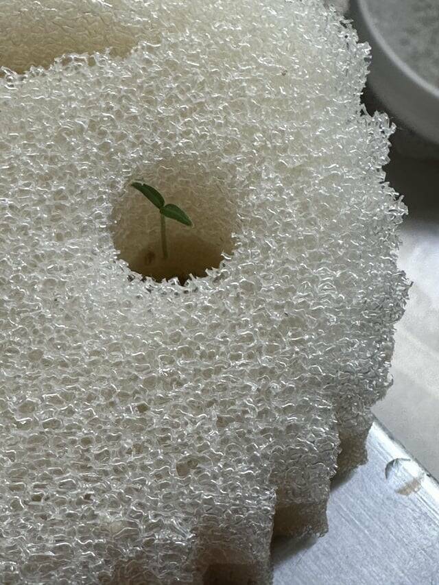 Random Things That Are Just Mildly Fascinating