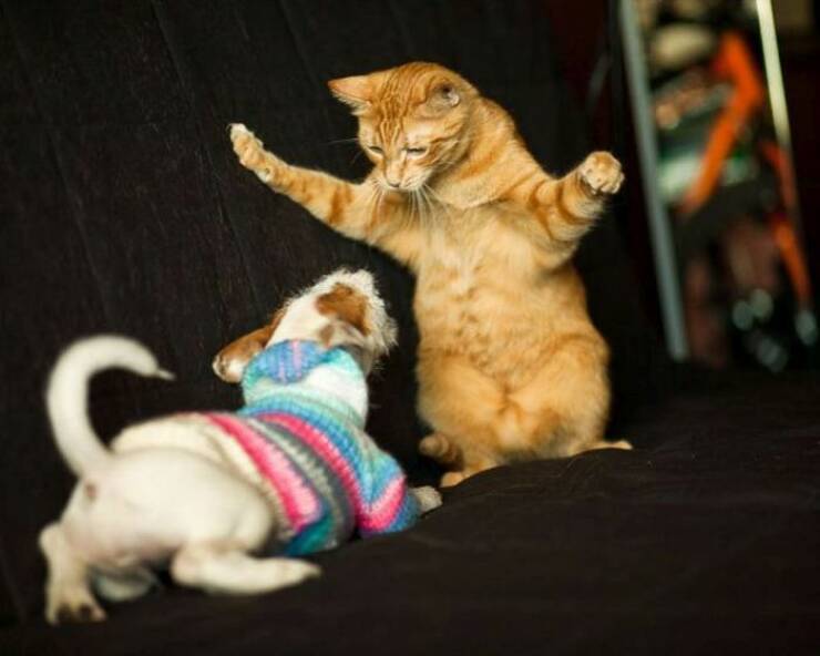 Daily Picdump [WEEKEND EDITION]