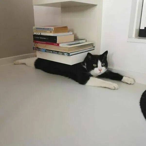 Purrfectly Hilarious Cat Memes And Photos Purrfectly Hilarious Cat Memes And Photos