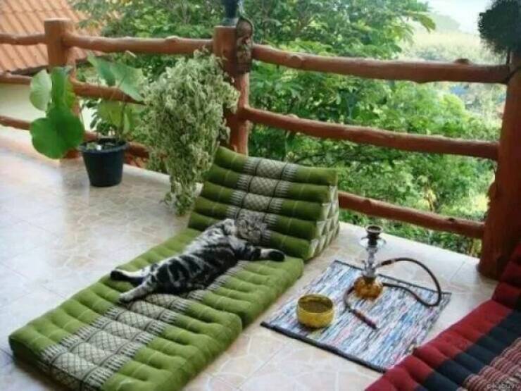 Purrfectly Hilarious Cat Memes And Photos Purrfectly Hilarious Cat Memes And Photos