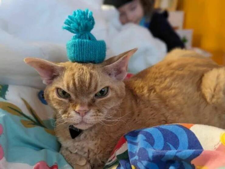 Purrfectly Hilarious Cat Memes And Photos Purrfectly Hilarious Cat Memes And Photos