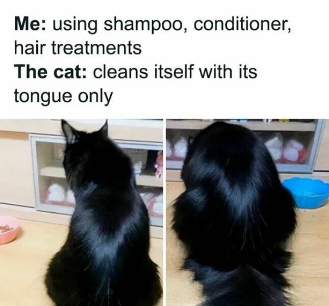 Purrfectly Hilarious Cat Memes And Photos Purrfectly Hilarious Cat Memes And Photos