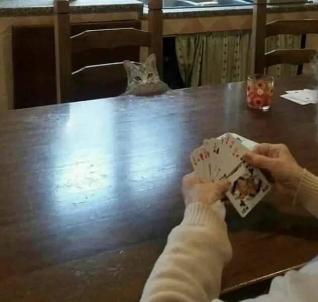 Purrfectly Hilarious Cat Memes And Photos