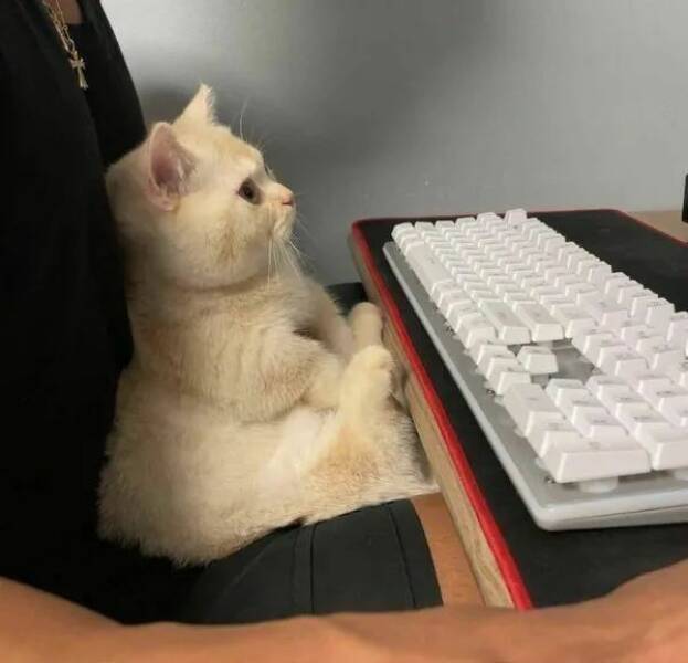 Purrfectly Hilarious Cat Memes And Photos